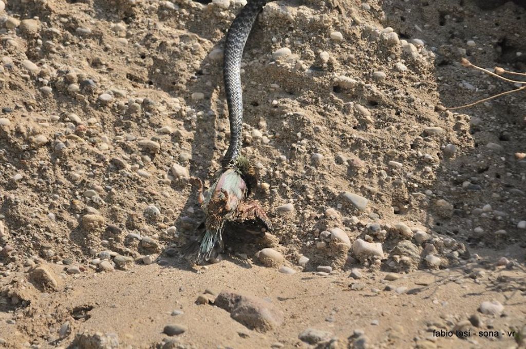 Il caparbio: predazione di biacco (foto-racconto)